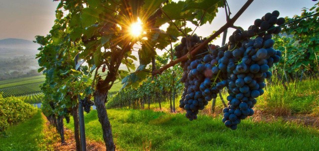 Араб шайхи: менга жаннатни эмас Ўзбекистонни тасвирлаб беринг