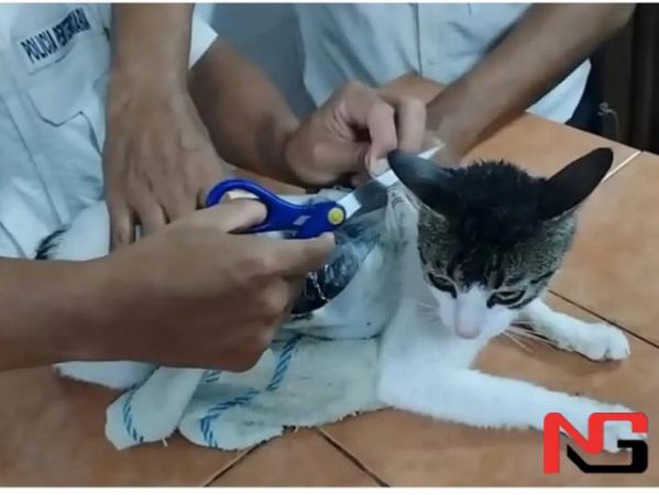 Коста-Рикада наркокурьер мушук қўлга олинди