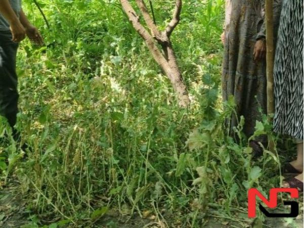 Фарғонада томорқасида 450 туп кўкнори эккан онахон ушланди