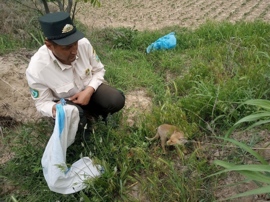 Наманганда тулки сотувчиси ушланди