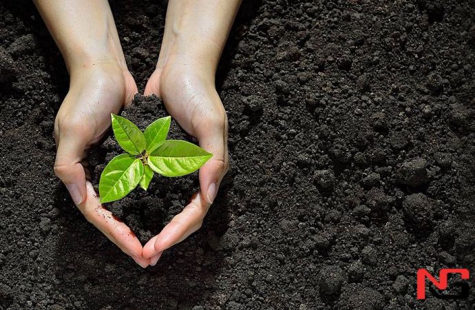 Ўзбекистонда фарзанд туғилганда унинг номига тамғаланган дарахт кўчатлари экилади