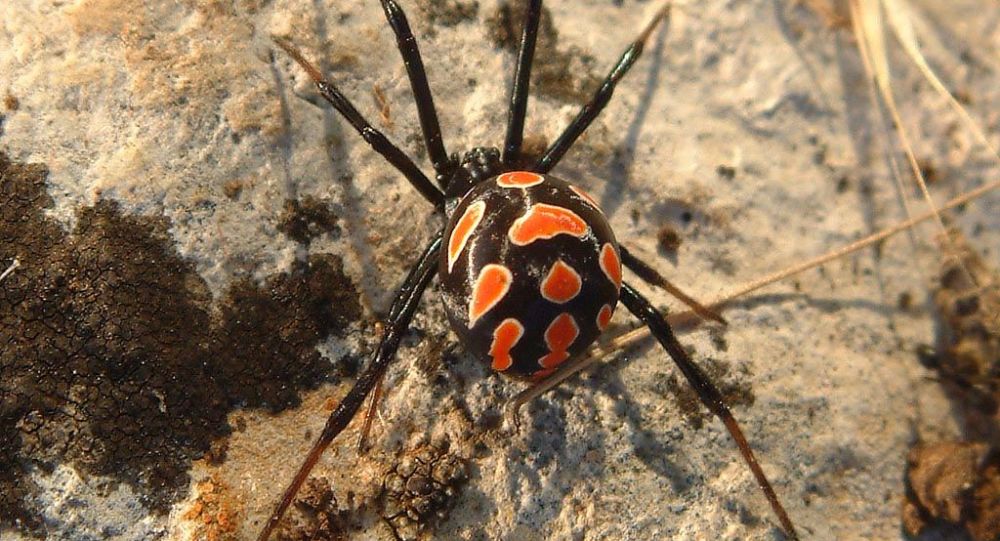 Чимкент аҳолисига қорақуртлар ҳужум қилмоқда