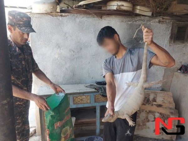 Қашқадарёда 40 дан зиёд эчкиэмарни ўлдириб, терисини шилган браконьер ушланди