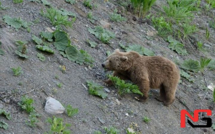 Чироқчида қишлоқ оралаб юрган ёввойи айиқ қаерда?