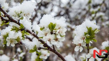 Ўзбекистонга дам олиш кунлари нам ва салқин ҳаво кириб келади