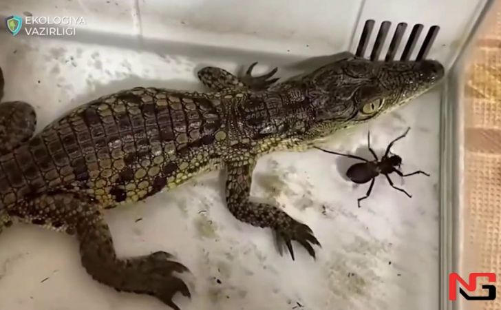 Тошкентда блогер уйида тимсоҳ сақлаб келгани аниқланди