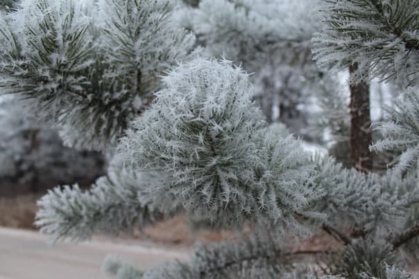 Янги йилни қорсиз кутволинадими?