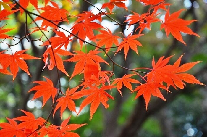 Ўзбекистонда эртага қандай об-ҳаво кузатилади?