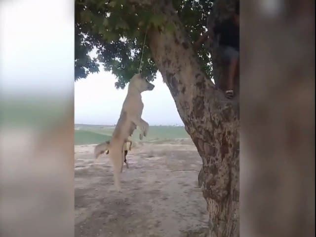 Наманганда товуқларга зарар етказган итни чинорга осиб қўйган ўсмирларга суд ҳукми ўқилди