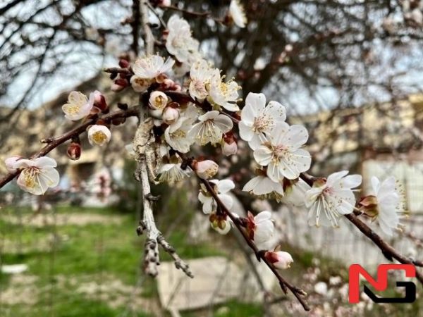 Март ойида кутилаётган об-ҳаво маълумоти эълон қилинди