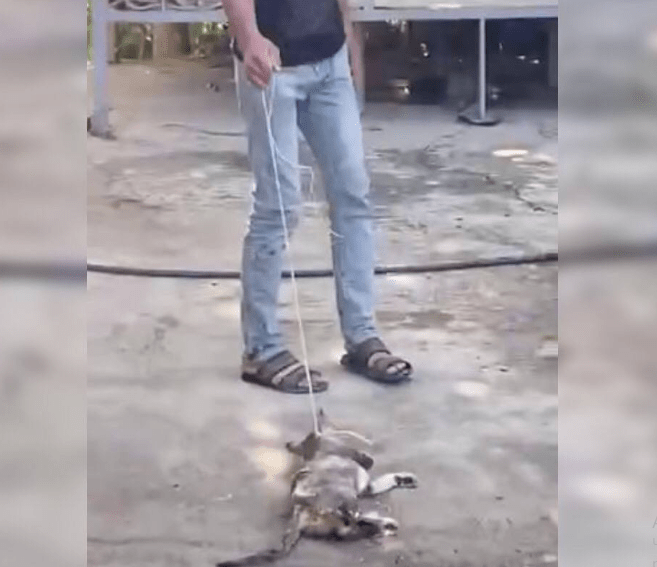 Мушукнинг бўйнидан ип ўтказиб судраган йигитнинг отаси жазоланди