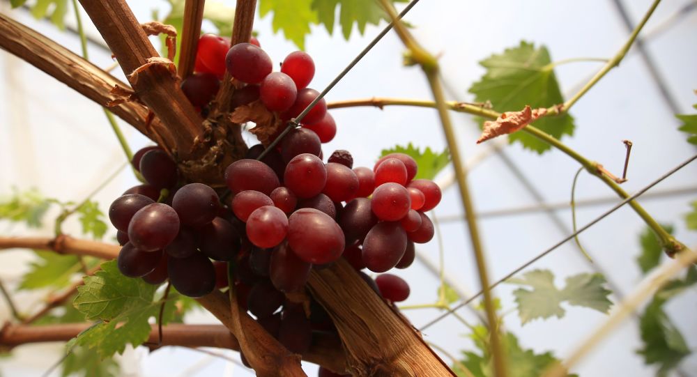 Японияда бир бош узум 11 минг долларга сотилди