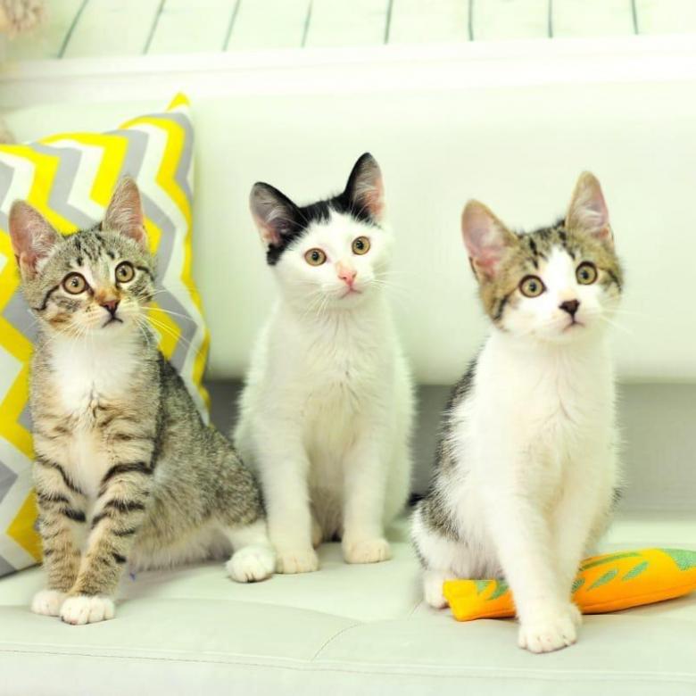 Фарғонада одамларга мушук гўшти сотилгани маълум бўлди