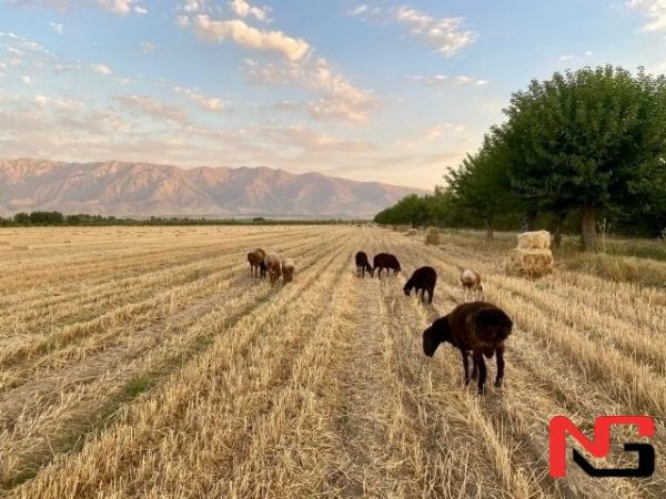 Эртага қандай об-ҳаво бўлиши айтилди