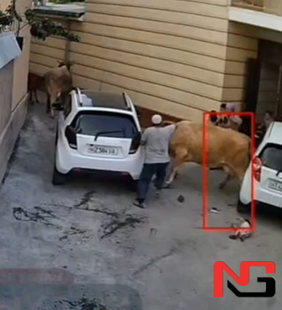 Наманганда моллар ёш бола ва онасини сузиб, тепкилаб ташлагани айтилган видеога расмий муносабат берилди