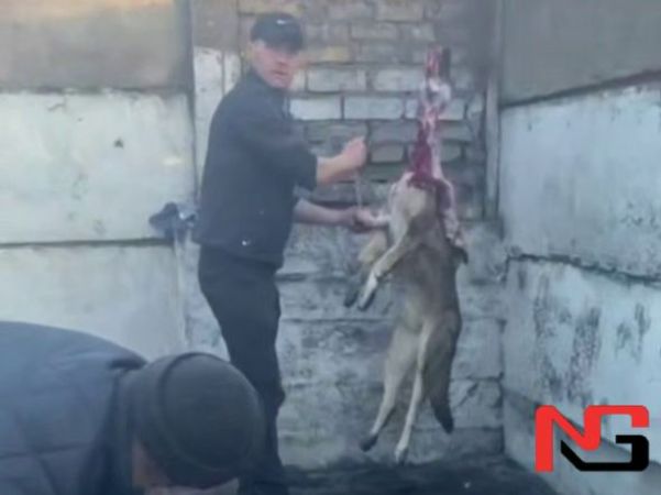 Тошкент вилоятида доимий ит сўйиб келганлар ушланди