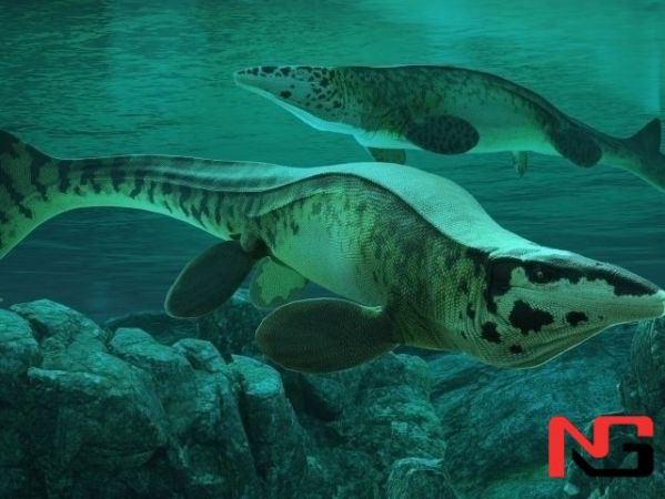 80 миллион йиллик улкан денгиз йиртқичининг янги тури аниқланди