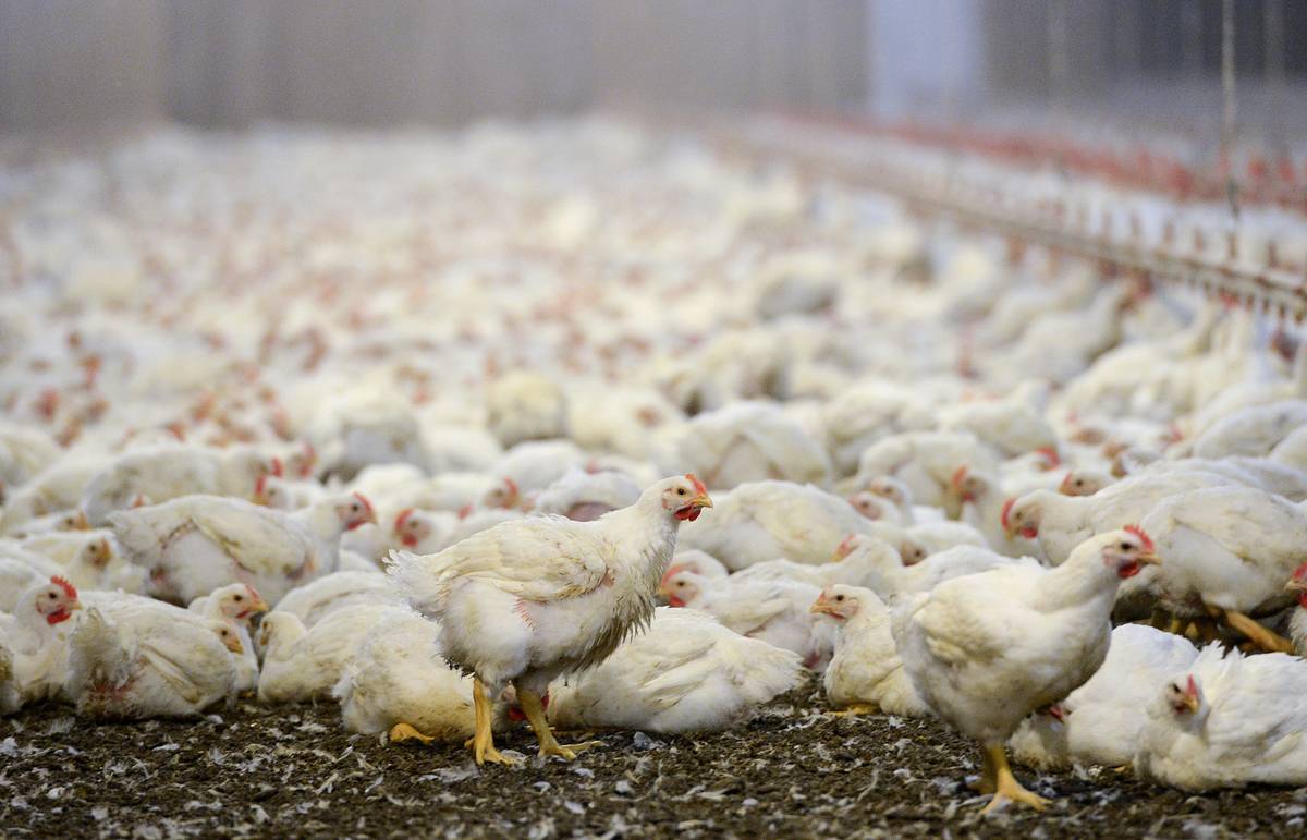 Қозоғистонда бир кунда 180 минг товуқ парранда гриппидан нобуд бўлди