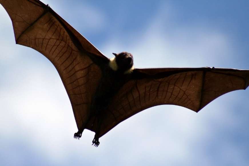 Кўршапалак ёки фитна: коронавирус сунъий равишда яратилганми?