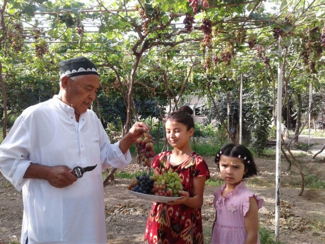 Наманганда узум пишди...