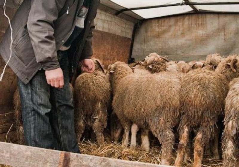 Косонсойда ўз қариндоши қўйларини ўмарган шахсга ҳукм ўқилди.