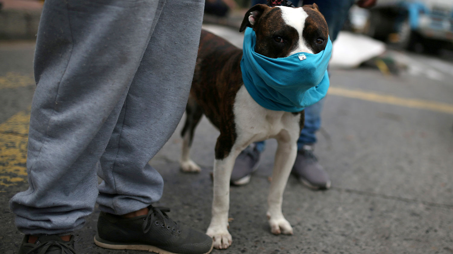 Уй ҳайвонлари CОVID-19 эпидемиясининг иккинчи тўлқинини келтириб чиқариши мумкин