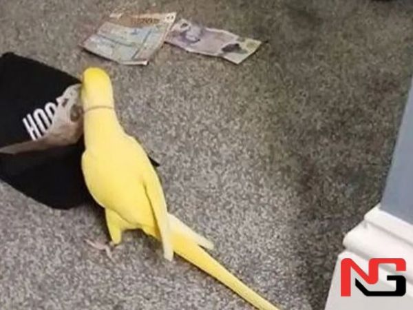 Британияда гапирадиган тўти наркосавдогарларни тутишда полицияга ёрдам берди