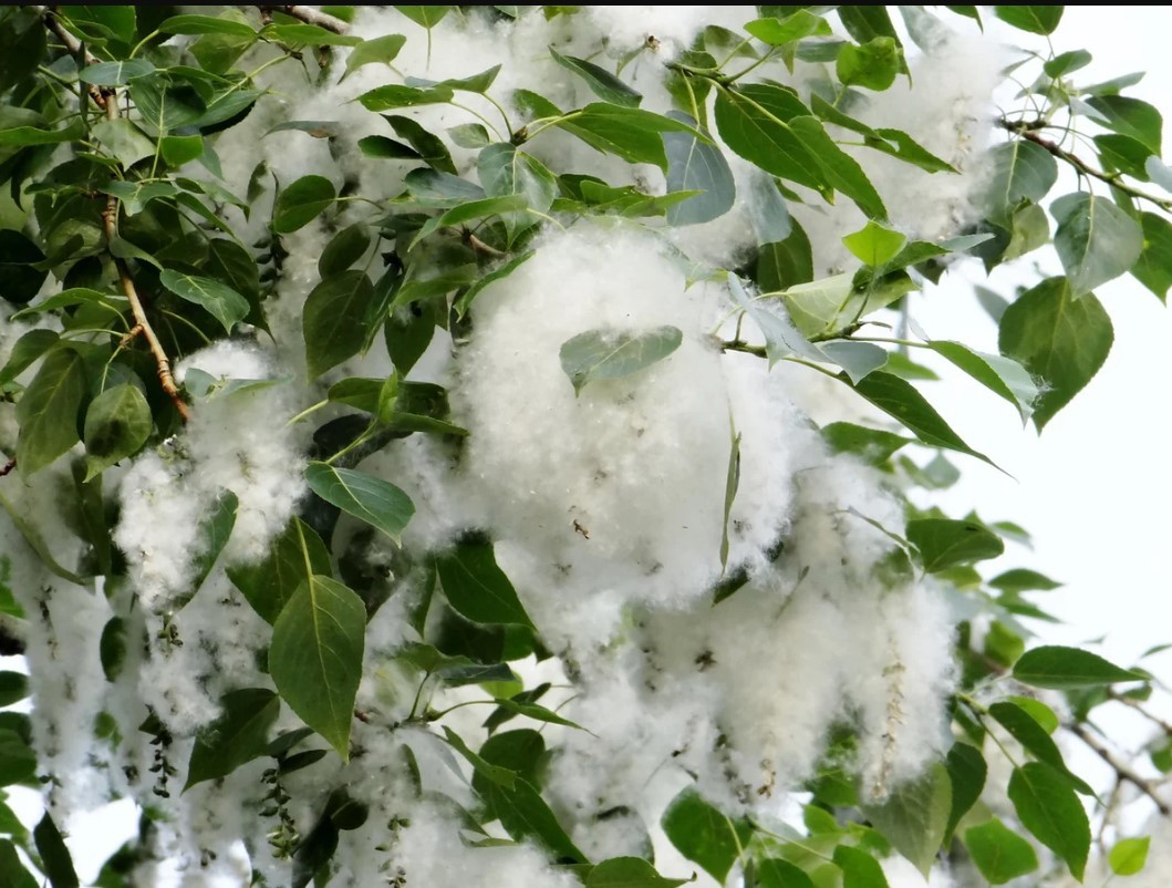 Мутахассис яна бир коронавирус ташувчисидан огоҳлантирди!