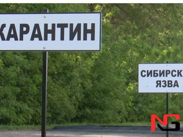 Тожикистонда ҳайвонлар орасида куйдирги тарқалди
