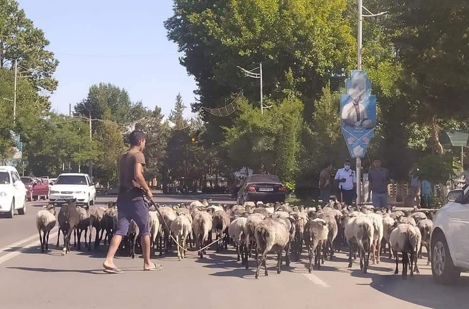 Наманганда ҳам қўйлар ҳокимият биноси олдига ҳайдаб келинди