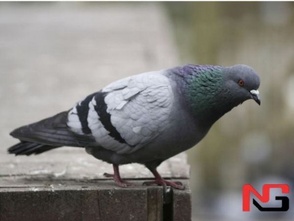 Ҳиндистонда полиция кабутарни ҳибсга олди