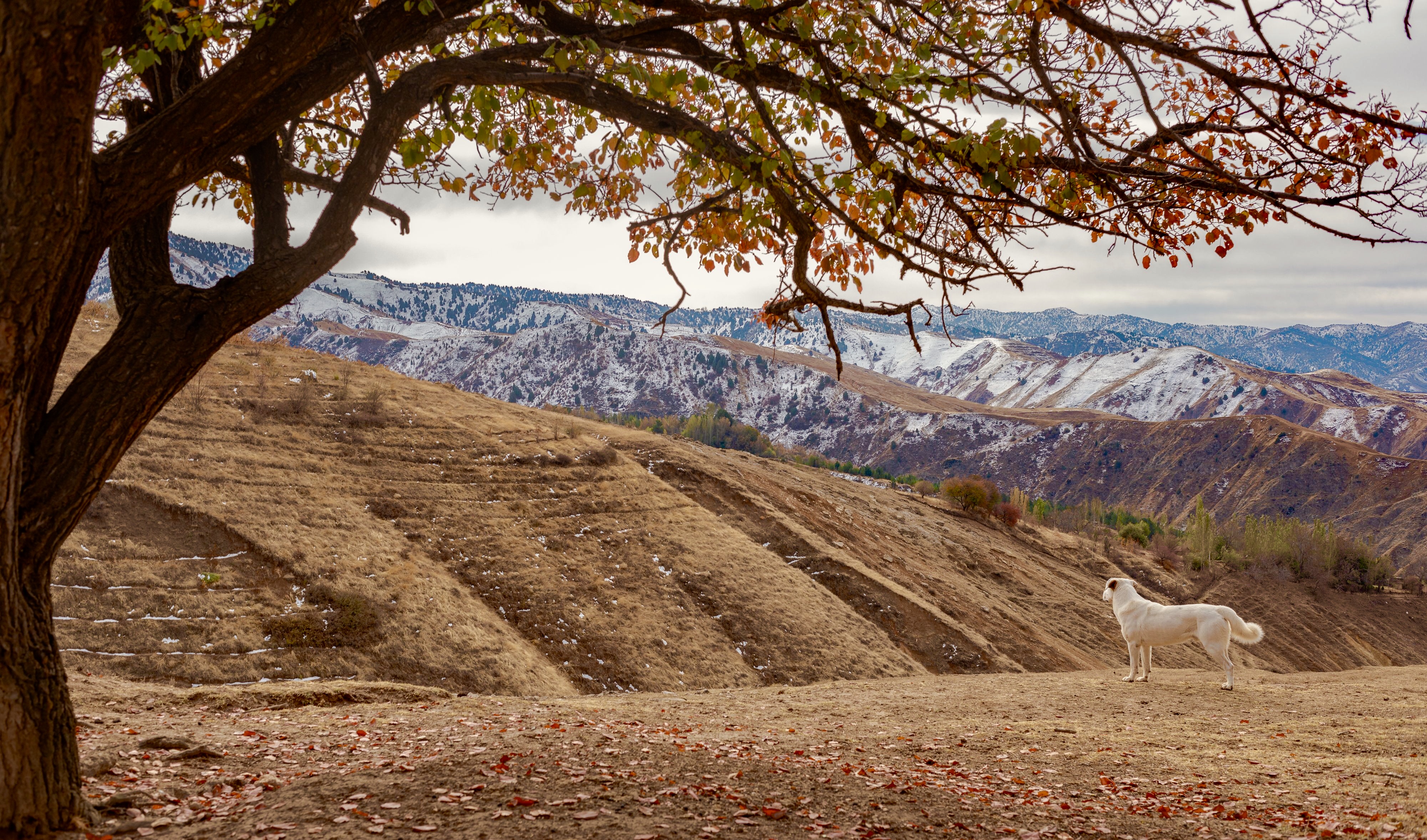 Феврал ойининг илк ҳафтасида об-ҳаво қандай бўлиши маълум қилинди
