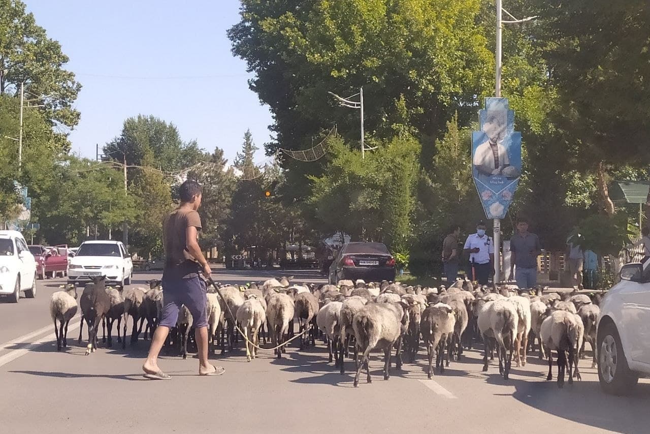 Наманганда ҳокимлик биноси олдига қўйларни бошлаб борган шахс 10 суткага қамалди