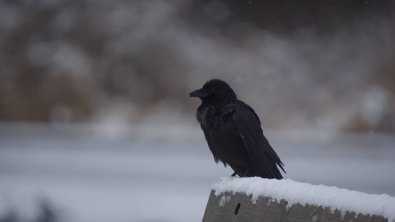 Ўзбекистонга совуқ антициклон кириб келмоқда