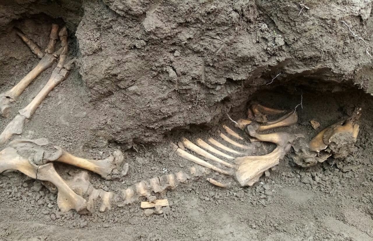 Наманганда топилган ноъмалум мавжудотнинг скелети ҳақида хонадон эгаси нима дейди?