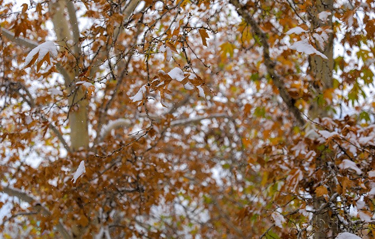 Эртага Ўзбекистон ҳудудида қор ёғиши мумкин