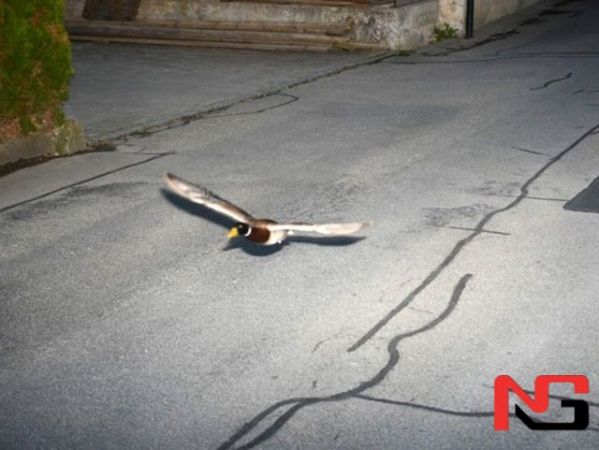 Швейцарияда ўрдак “тезликни оширгани” учун радарга тушди.