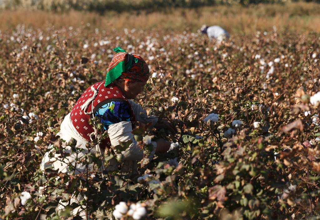 Бу йил 1 кг пахта учун неча пул тўланиши маълум қилинди