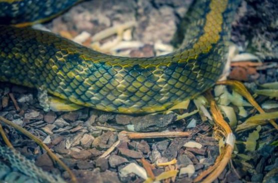 Буни билармидингиз? Жинлар илон шаклига кириш имконига эга