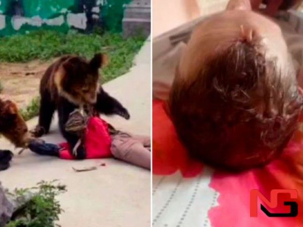 Ҳайвонот боғи ишчиси айиқ тишлаши оқибатида вафот этди (видео)