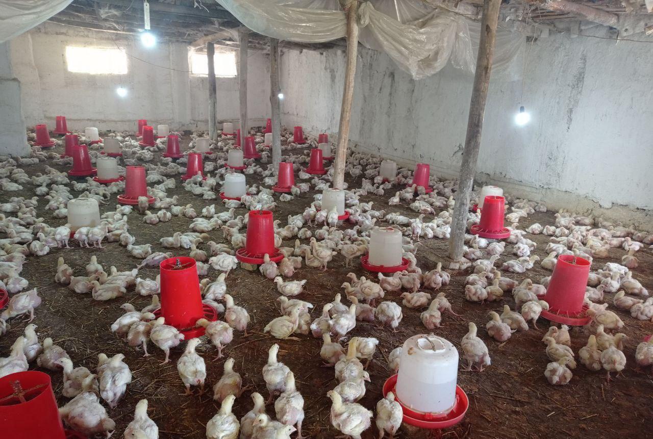 Маҳалла раиси Kun.uz сайтига ёлғон маълумот бергани маълум бўлди