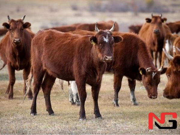 Мўғулистондан 100 минг бош майда шохли моллар олиб келинади