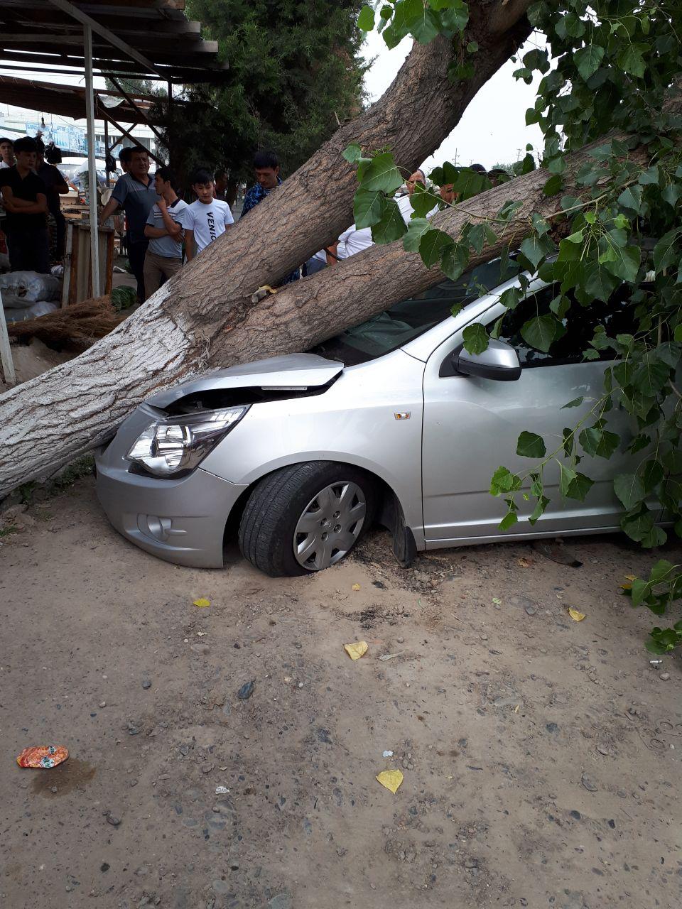 Наманганда шамол туфайли Кобалт мошинаси устига дарахт кулади