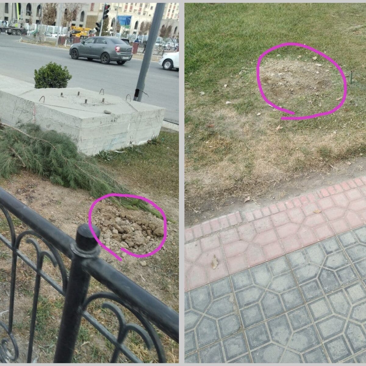 Фарғонадаги «дежурный» арчалар қаерга олиб кетилганлиги маълум бўлди