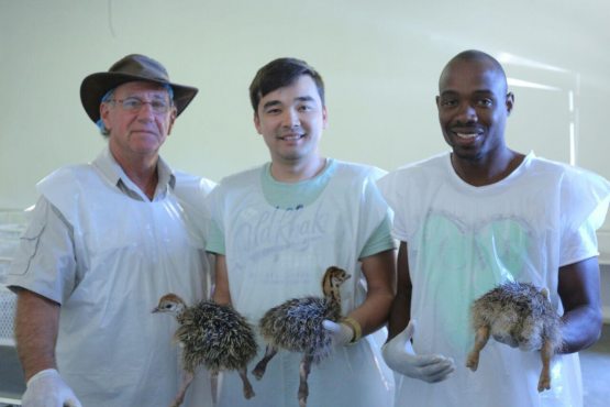 «Straus House» раҳбари Иброҳим Исроилов қамоққа олинди