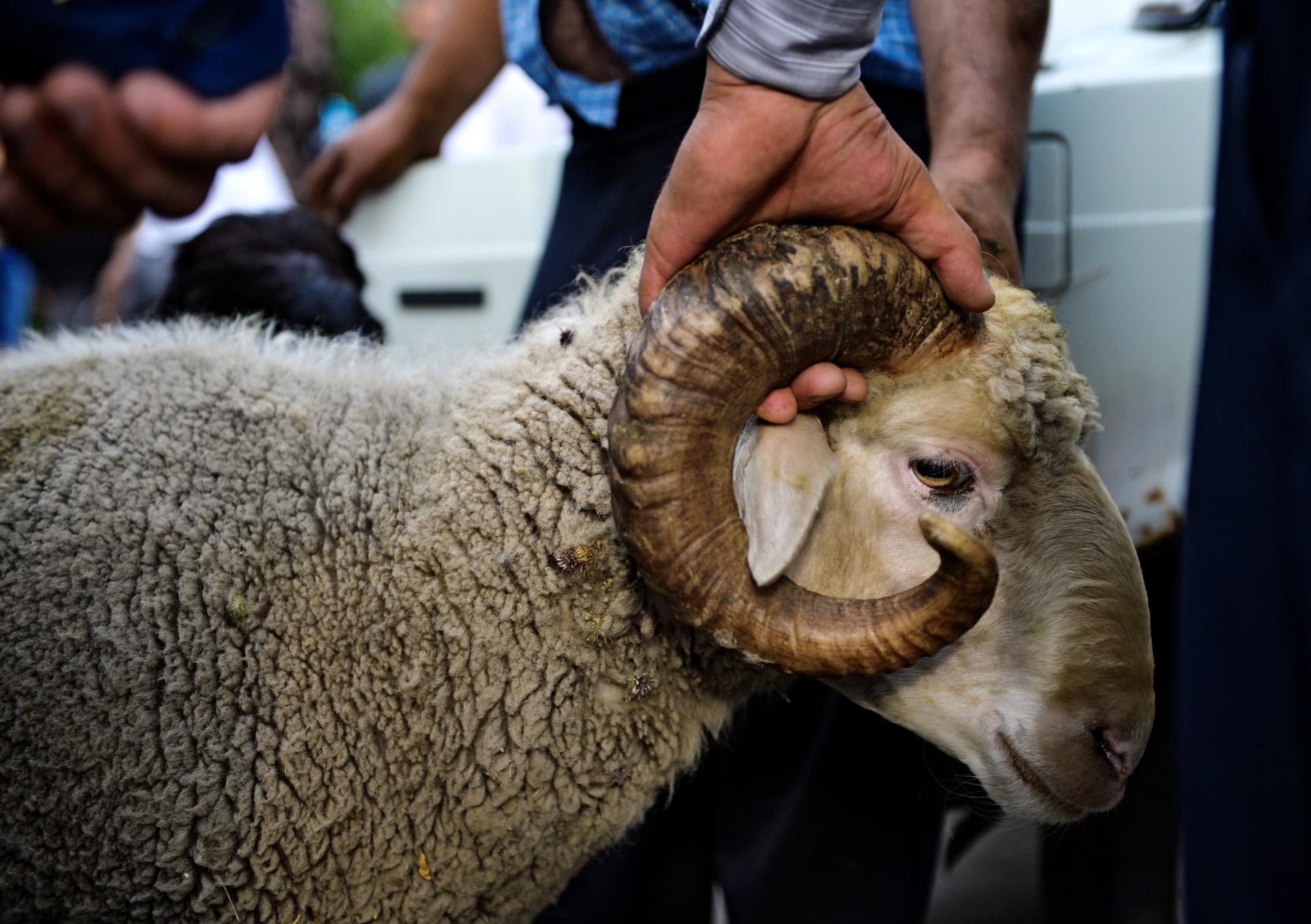 Қурбонлик қилинглар! Чунки у отангиз Иброҳимнинг суннати