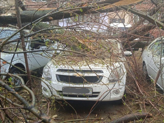 Тошкентда 6 та машина устига дарахт ағдарилди