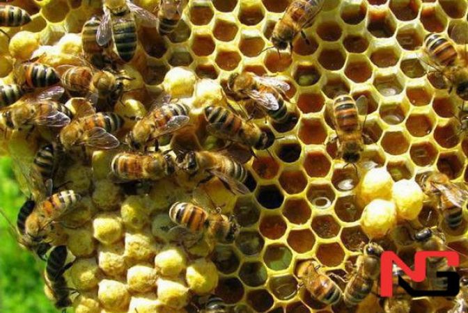 Асаларининг 71 та янги тури кашф қилинди