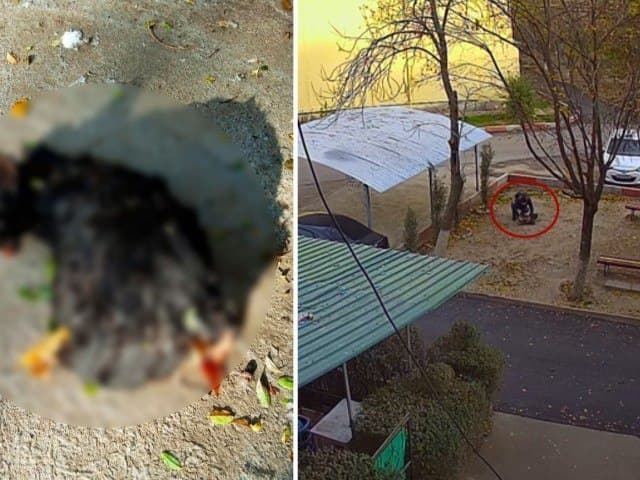 Тошкентда йигит жониворларни шавқатсизларча ўлдирди. ИИББ унинг шахсини аниқлади