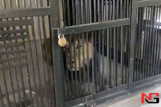 «Шер билан селфи» даҳшатли якунланди